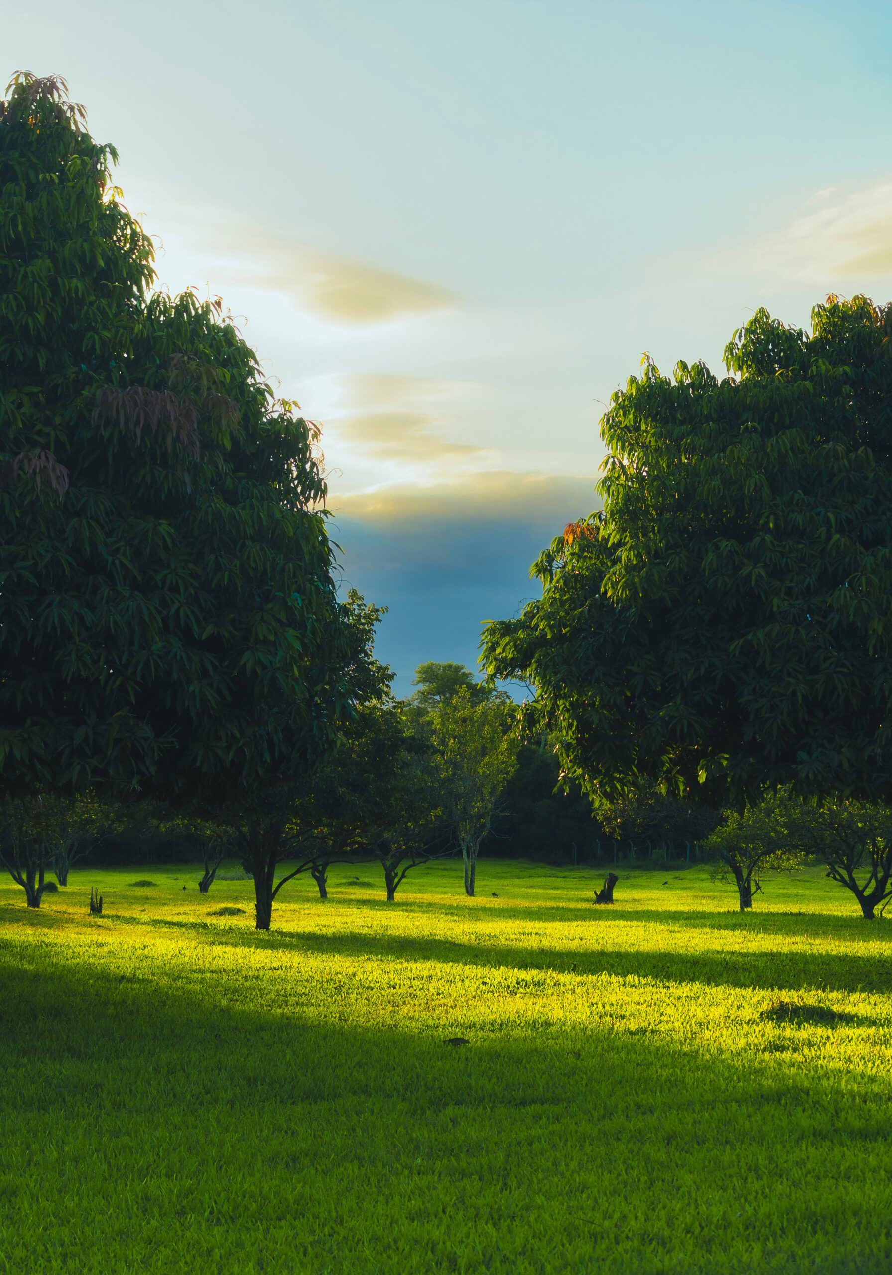 a grassy field with trees in the background