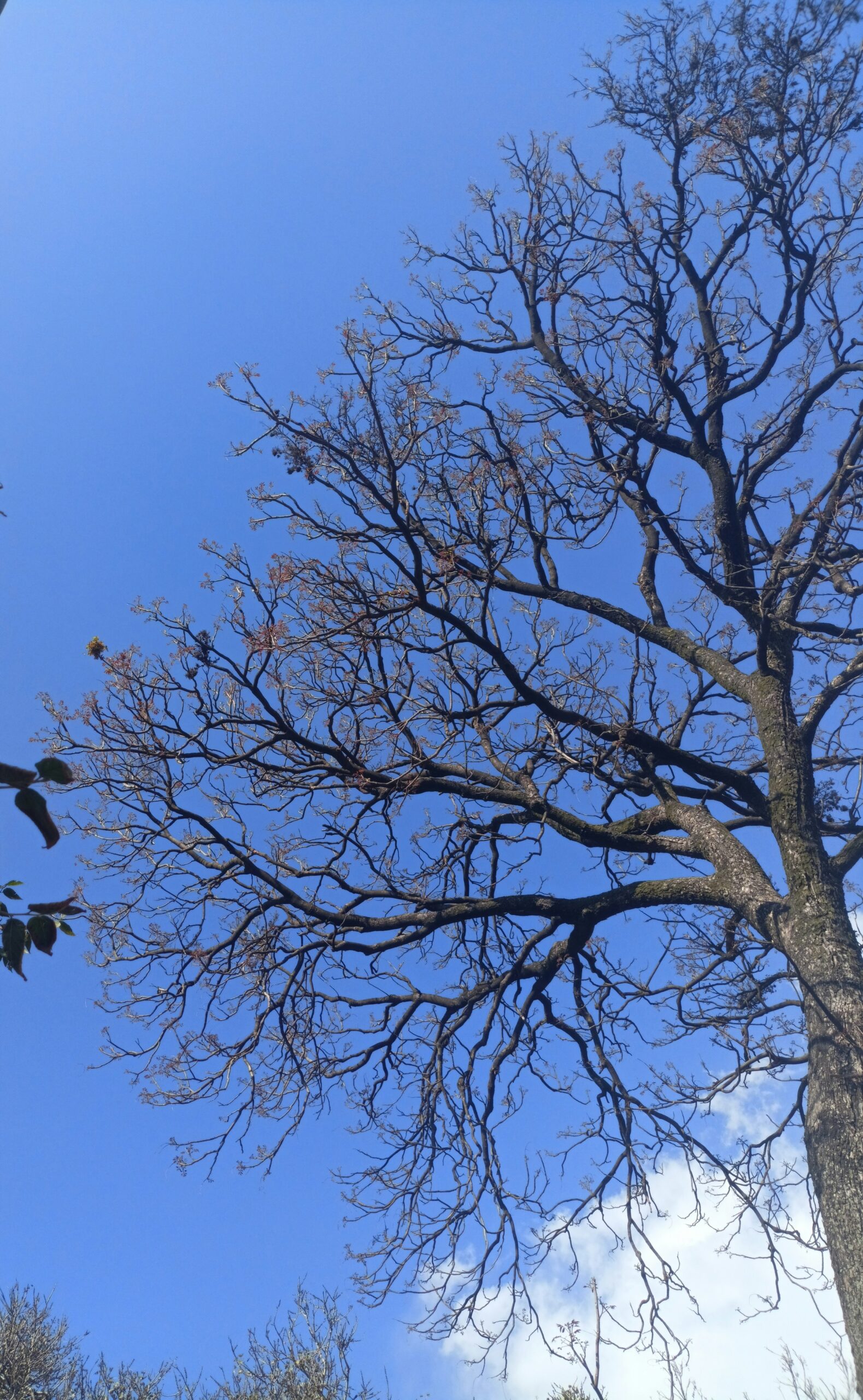 a large tree with no leaves on it