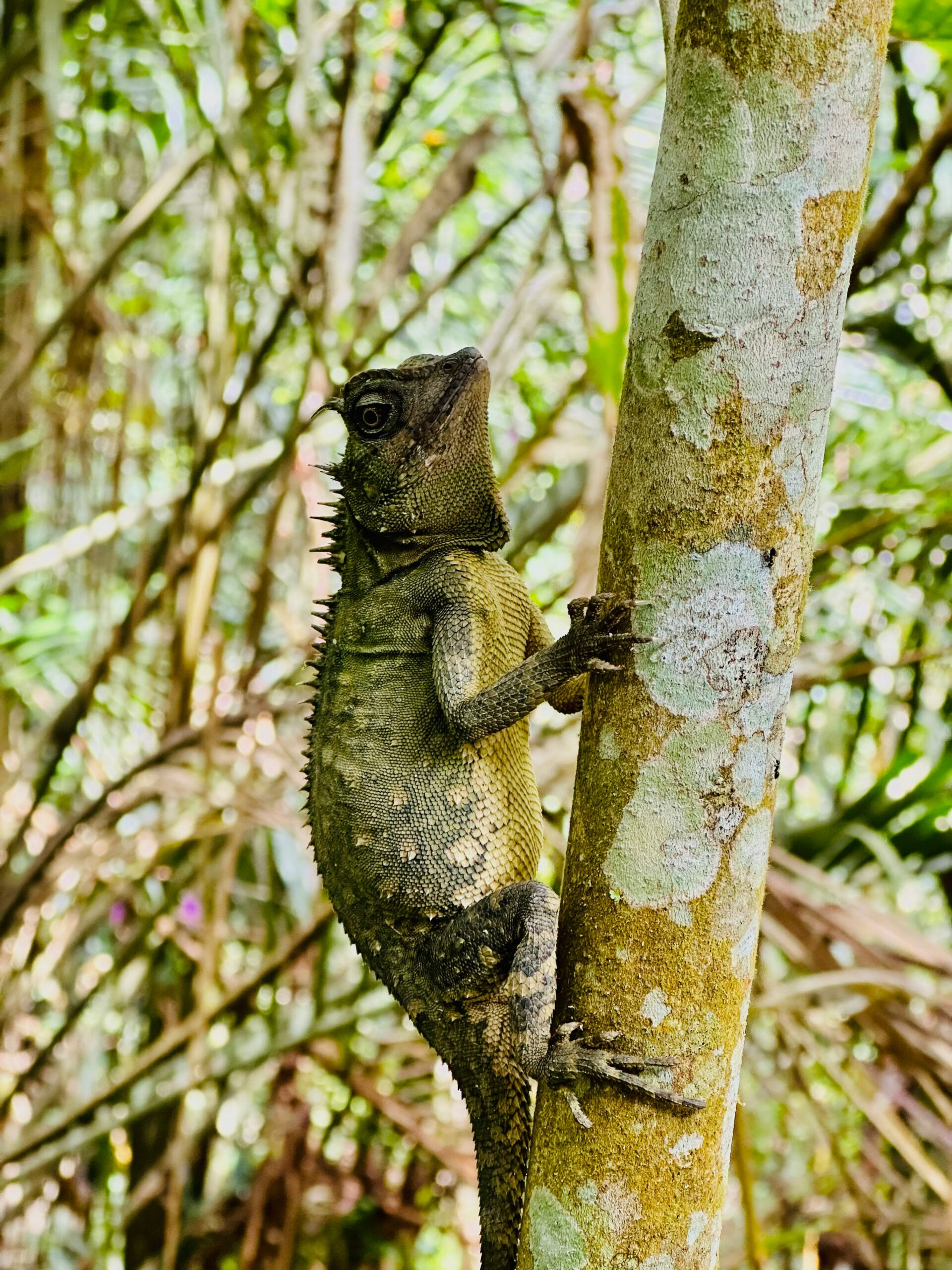 a squirrel climbing a tree