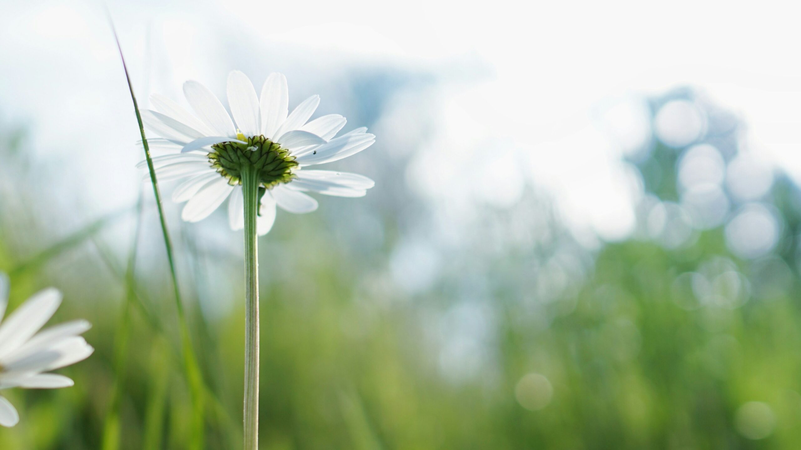 white flower with green stem