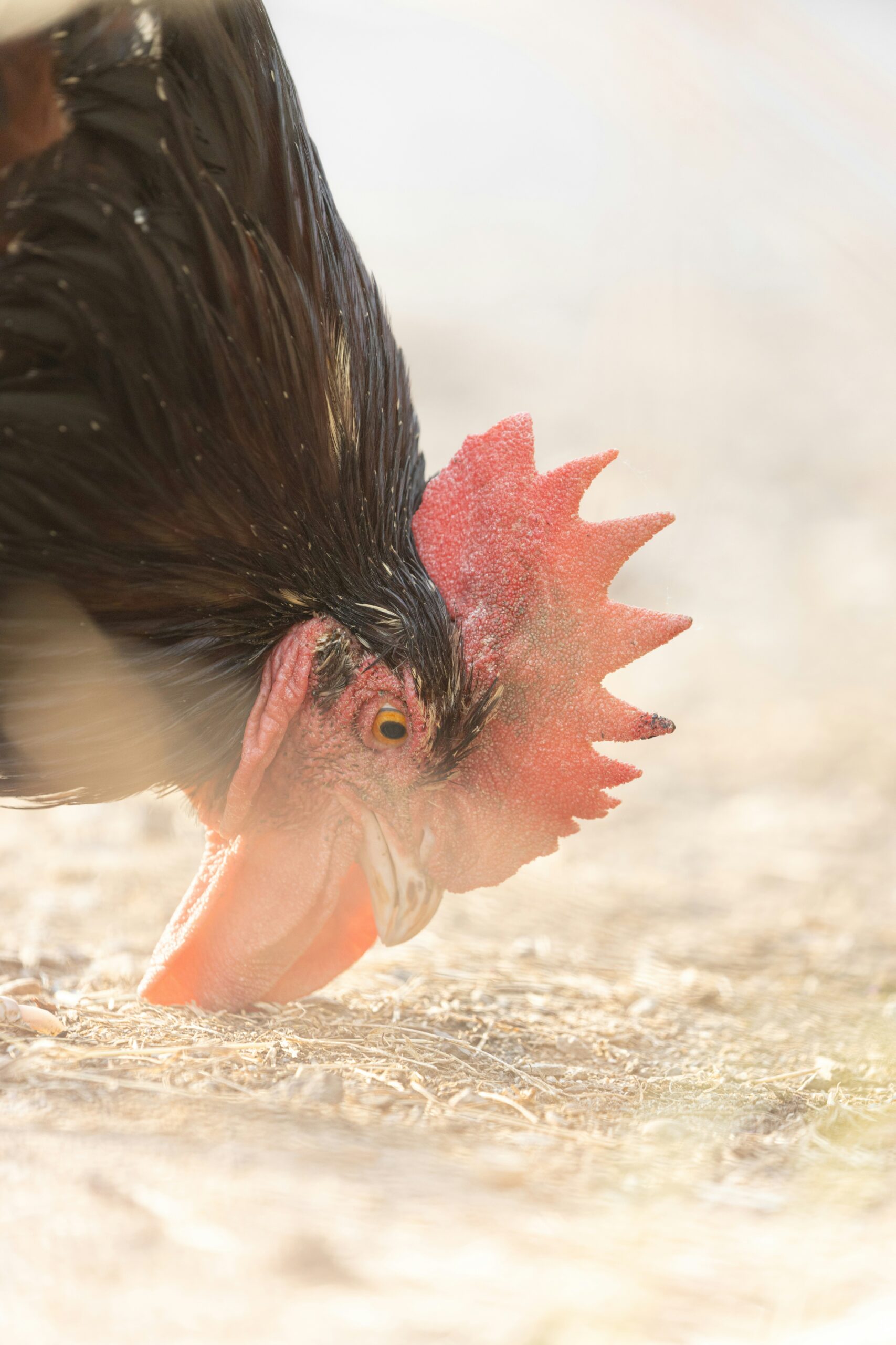 Die Vogelgrippe: Verstehen, Vorbeugen und Bekämpfen