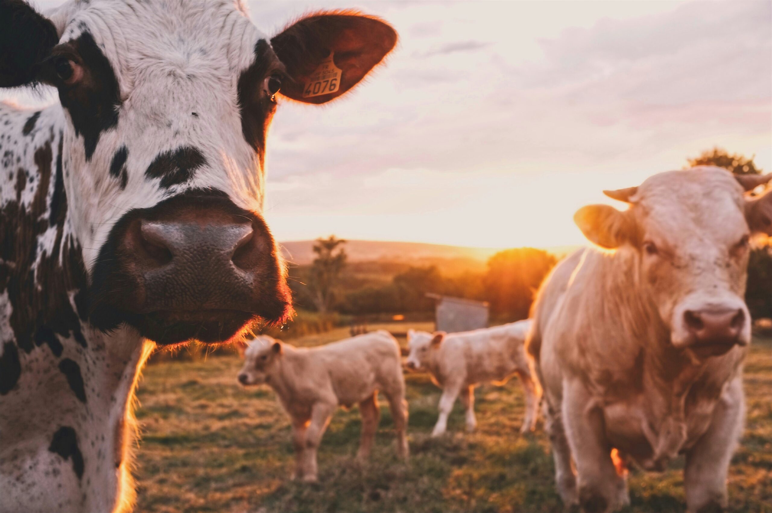 Salchichón: Alerta Sanitaria por la Presencia de Leche no Declarada