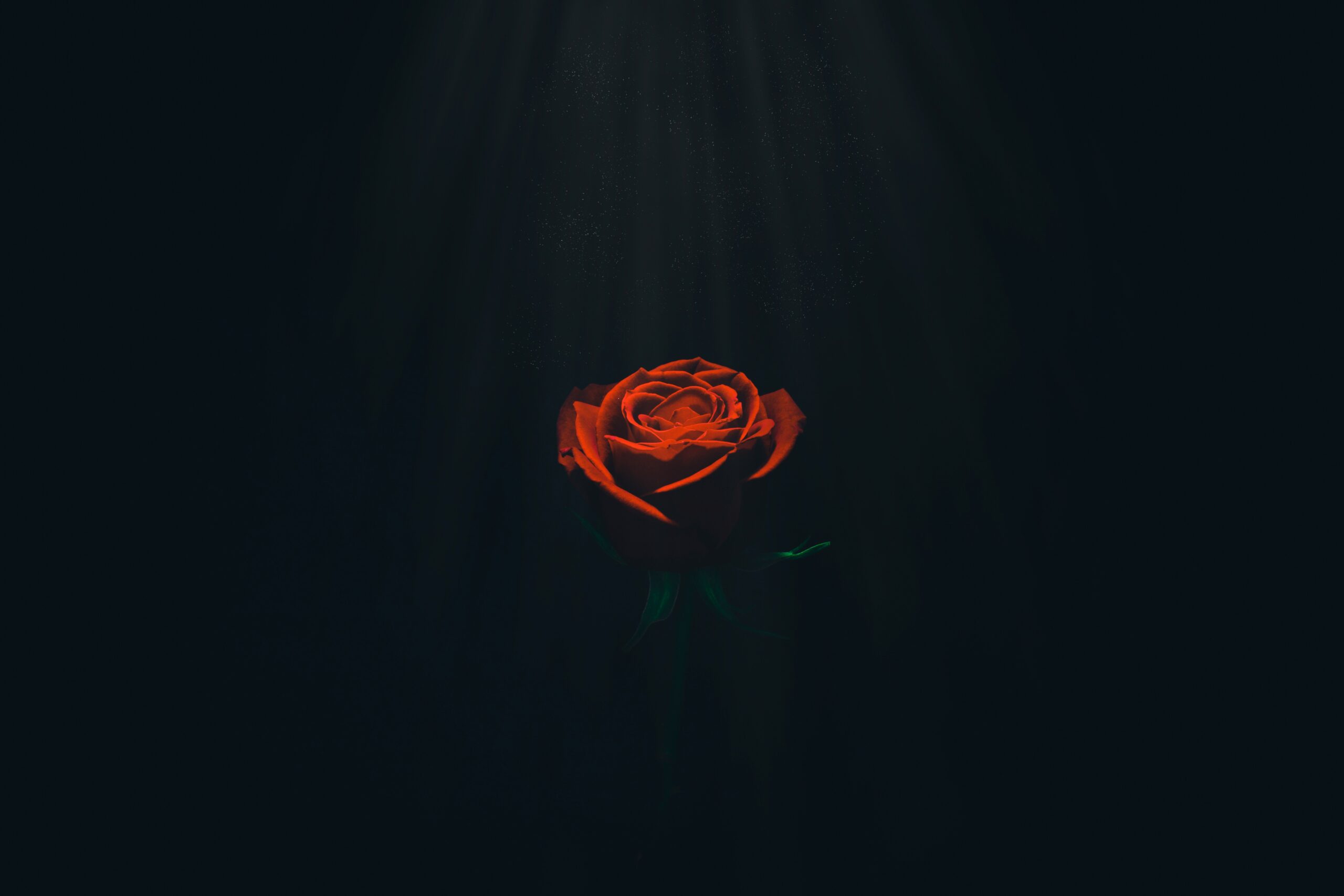 a single red rose is glowing in the dark