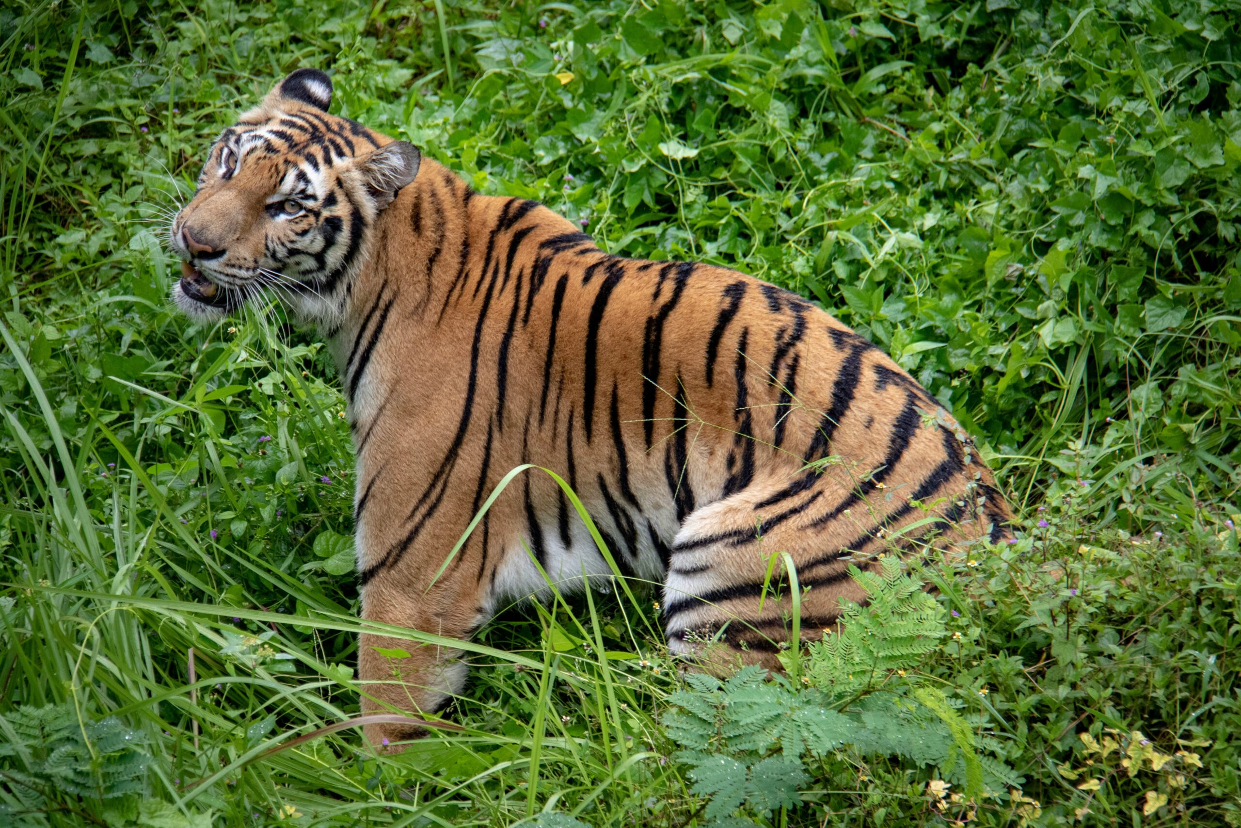 Celebrating International Tiger Day: A Call to Action for Conservation
