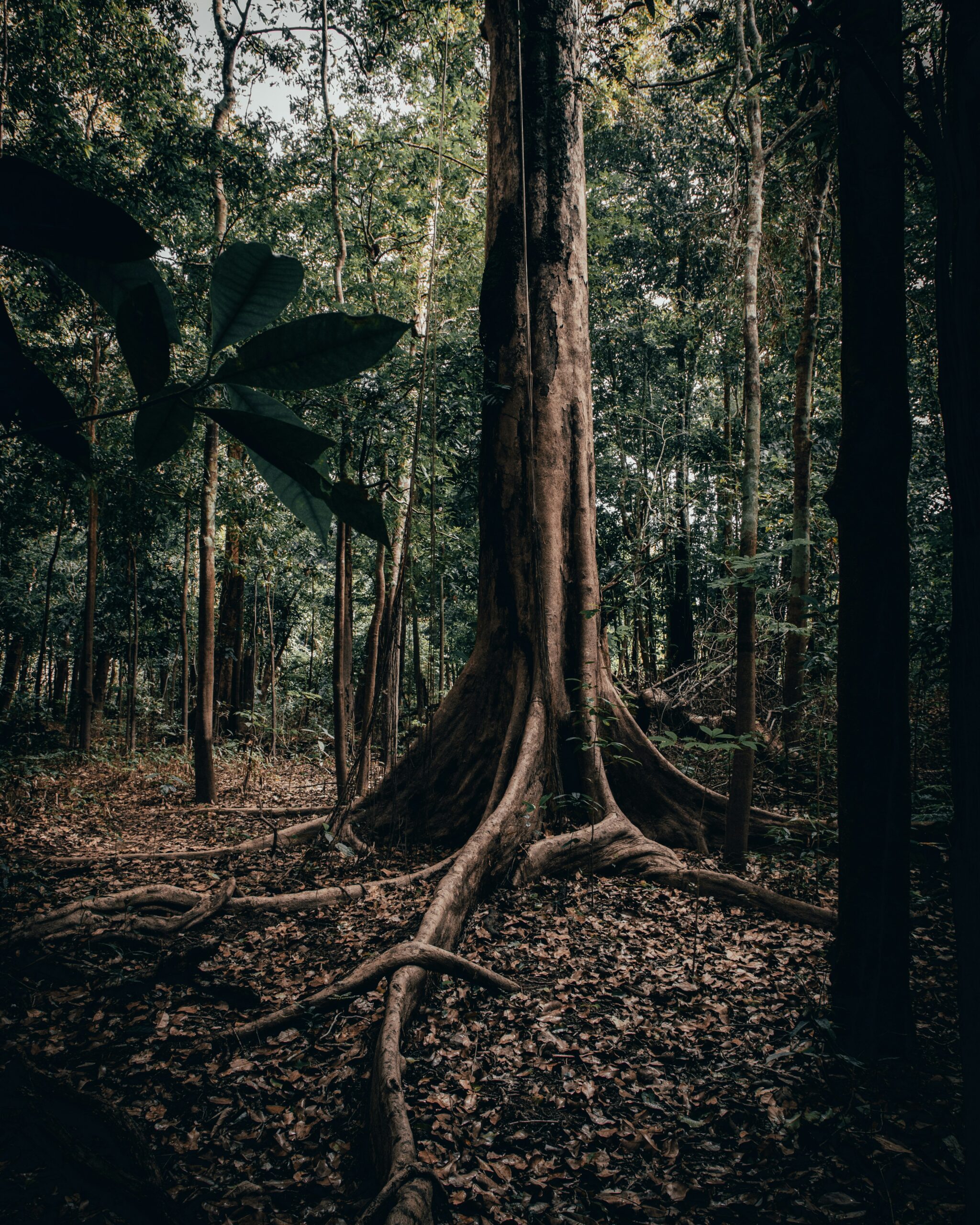 Pesquisa Desenvolve Protetor Solar Produzido com Matérias-Primas Amazônicas