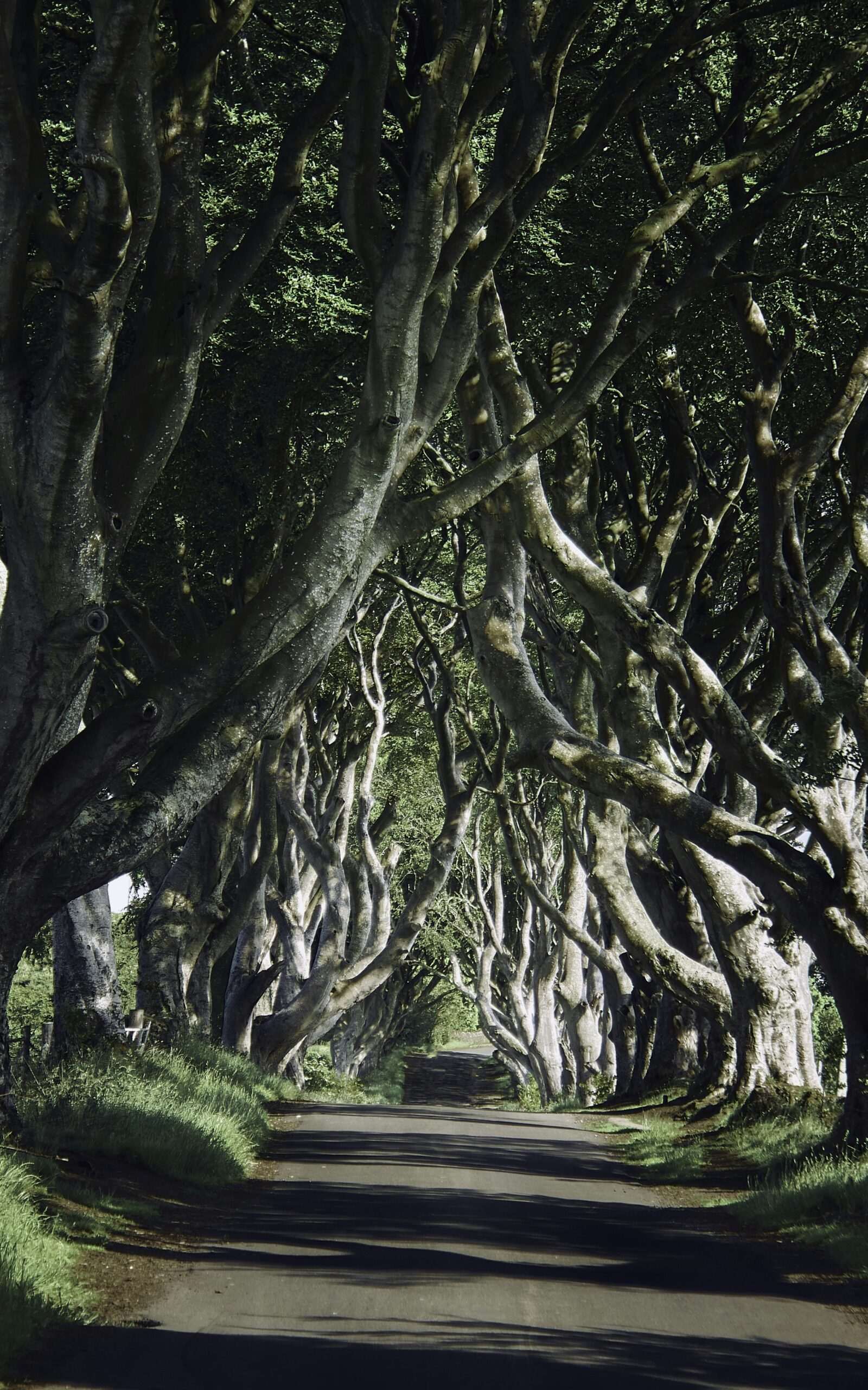 grayscale photo of trees on grass field