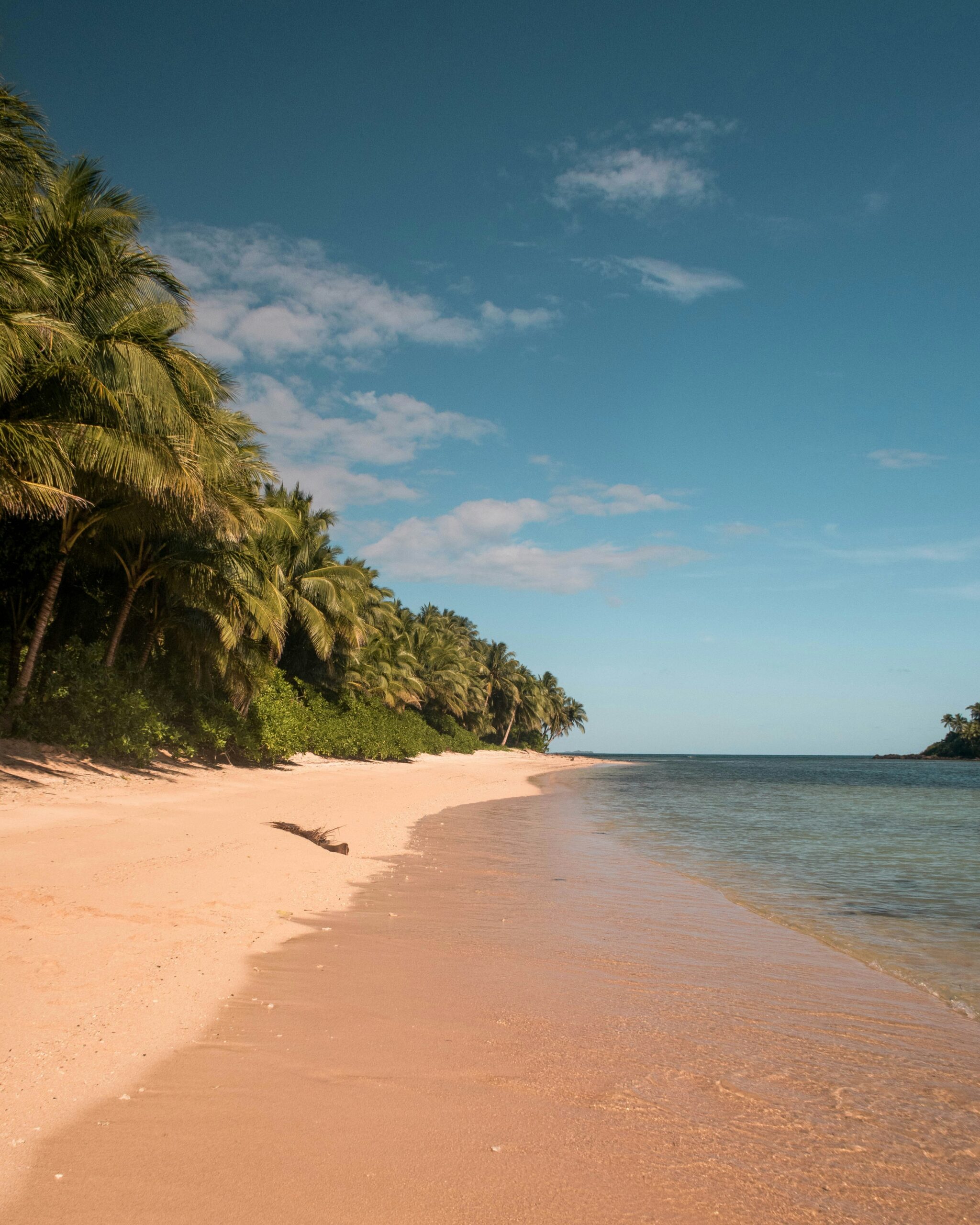 green palm trees on beach during daytime