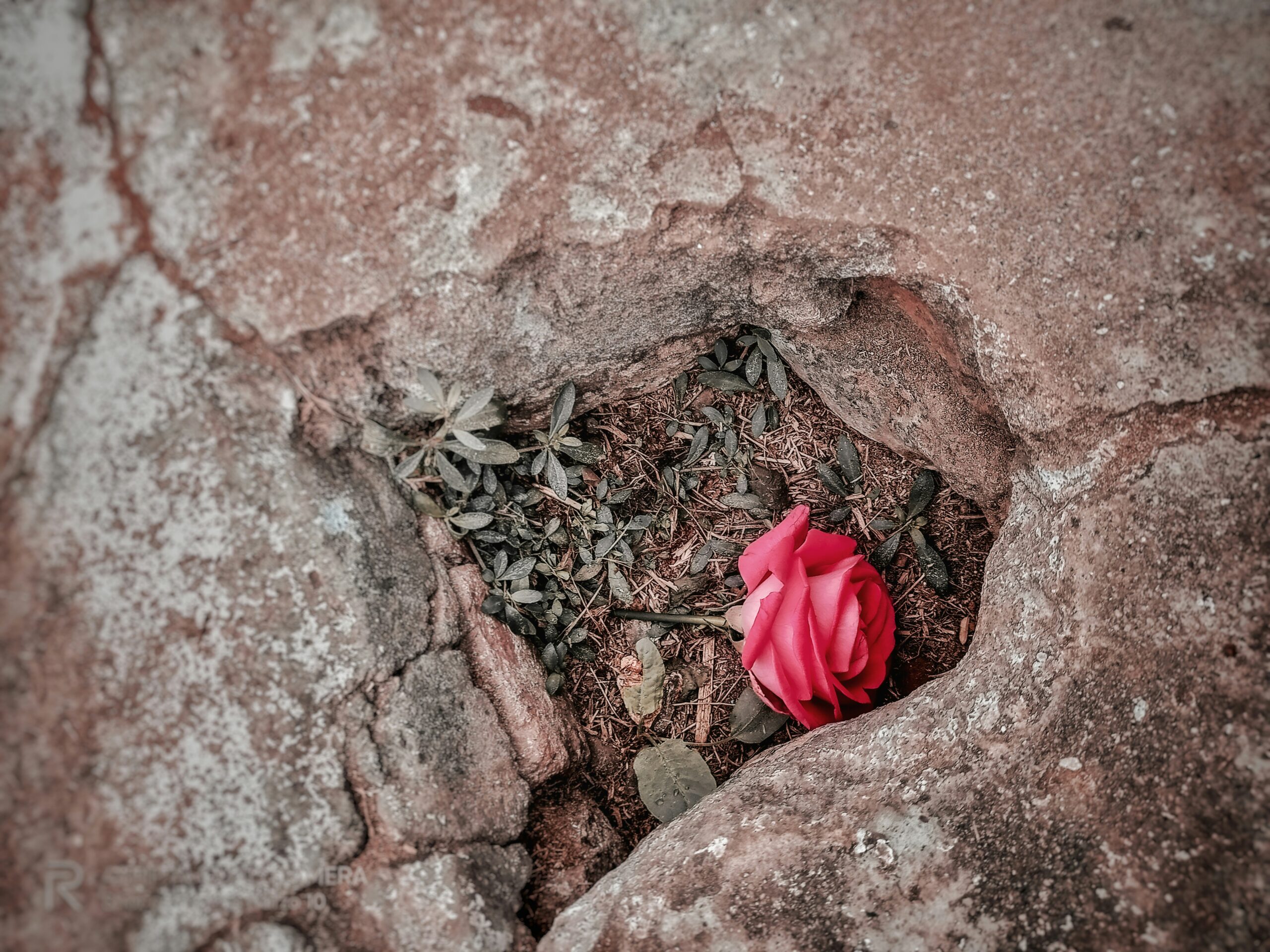 red rose on brown rock