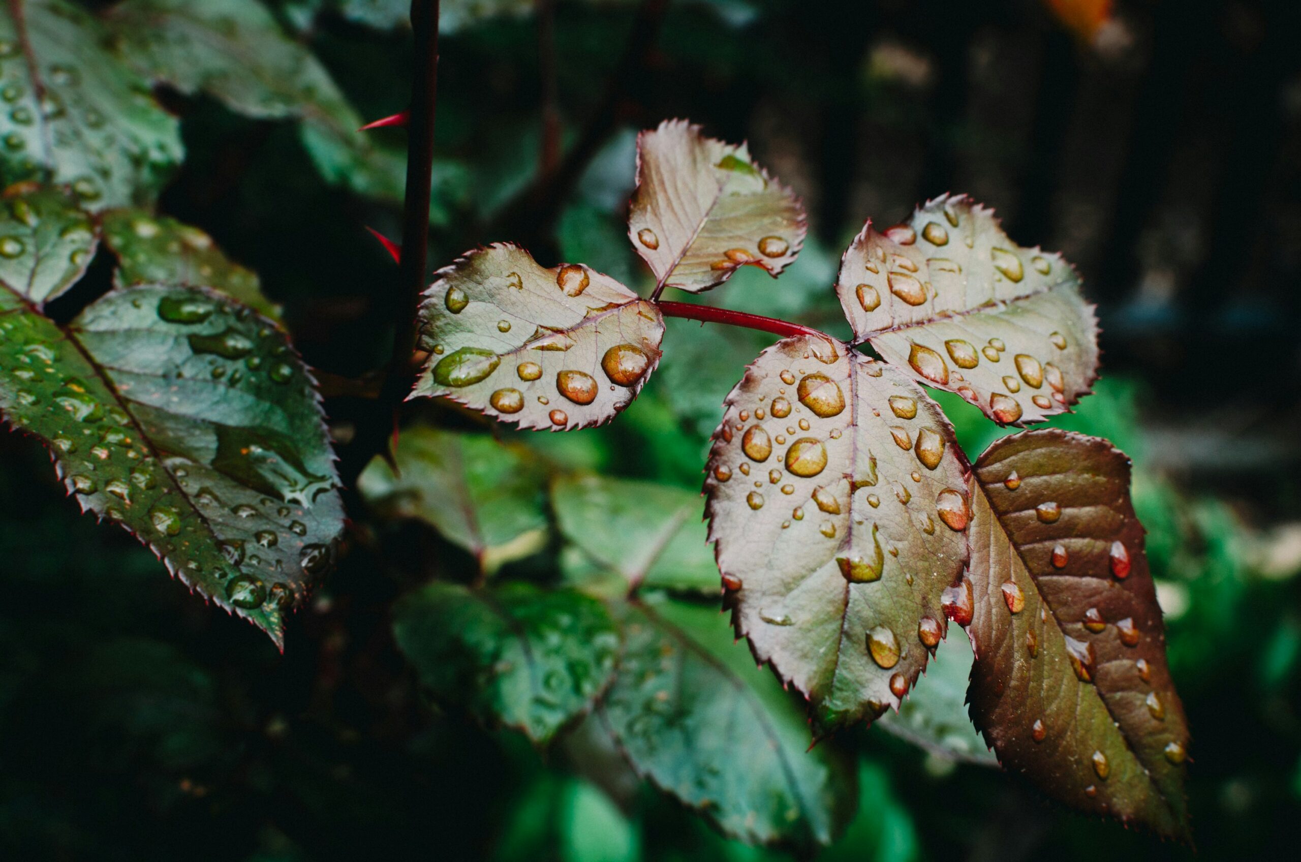 selective focus photography of plant with water dews