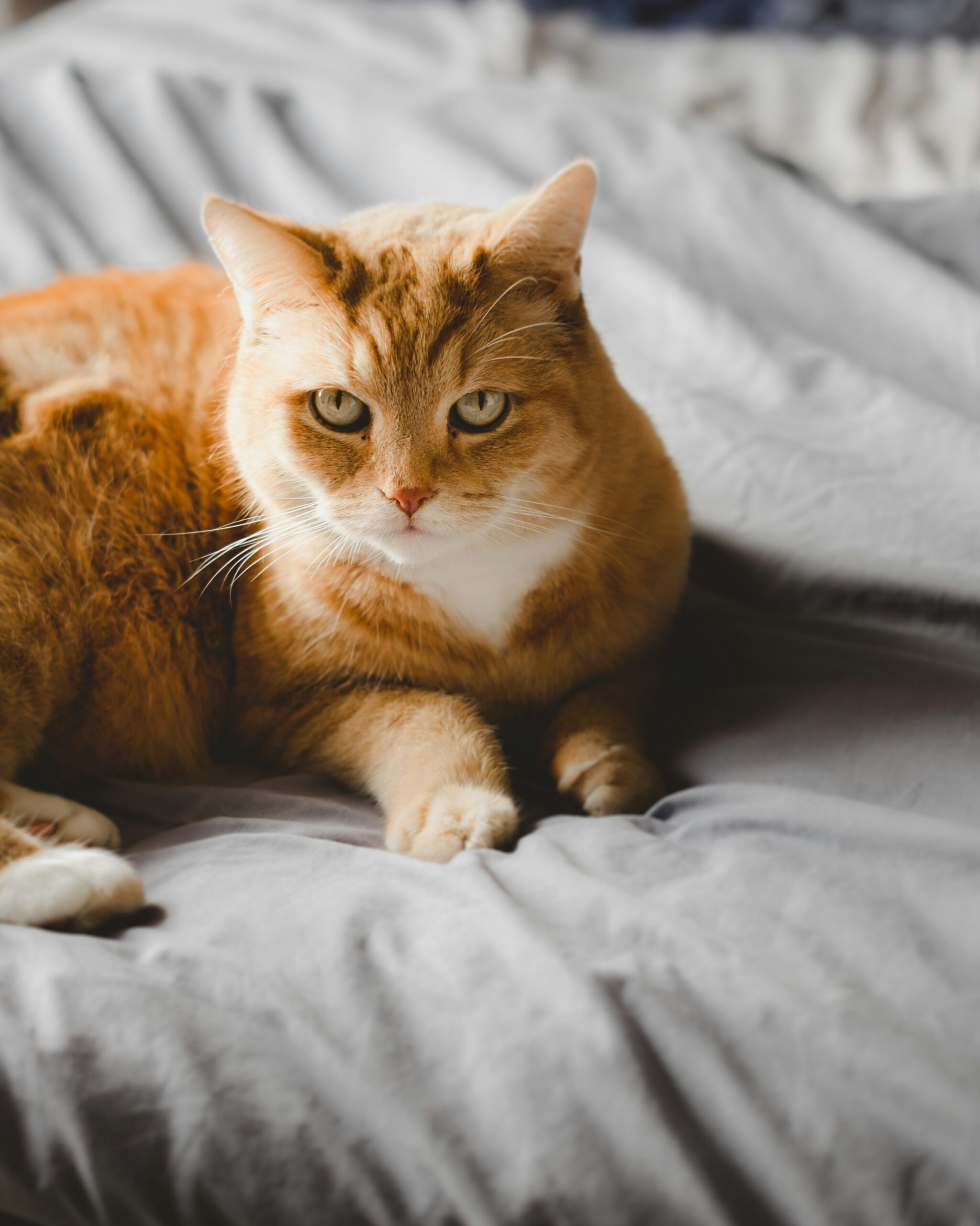 JO 2024 : Les Belgian Cats en « mission carton » contre le Japon