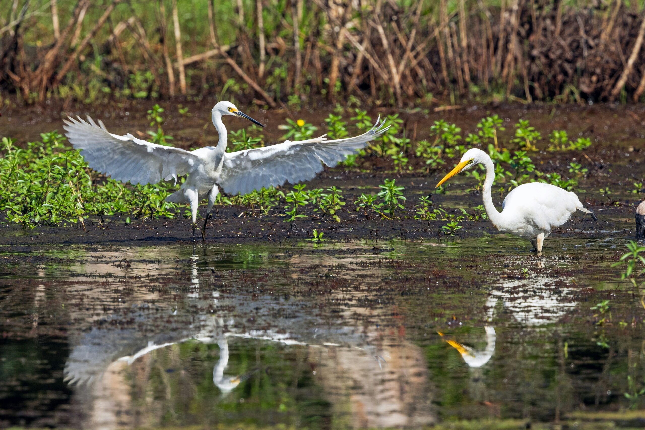 a couple of birds that are standing in the water