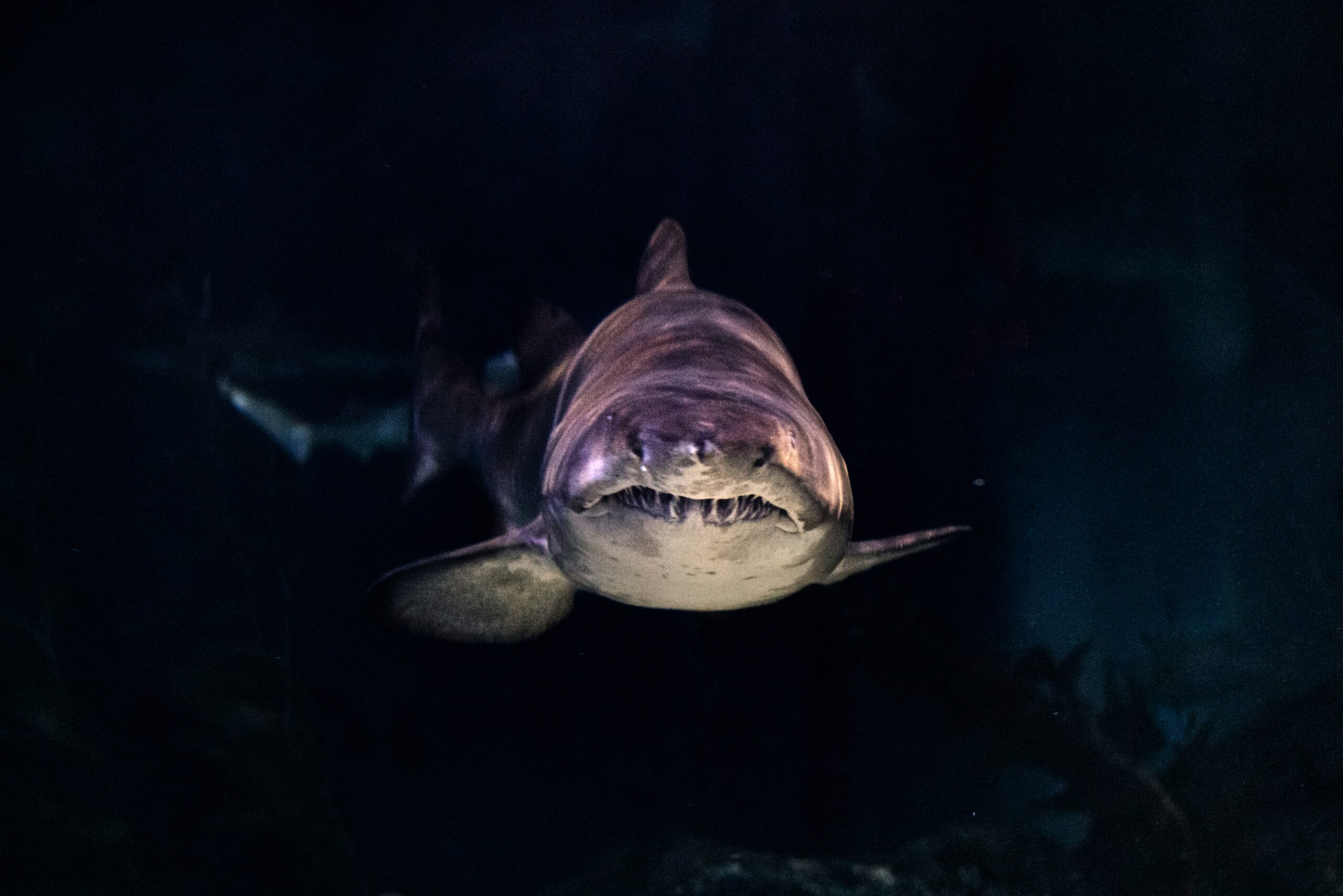 The Unsettling Truth About Shark Attacks at Bribie Island: A Deep Dive