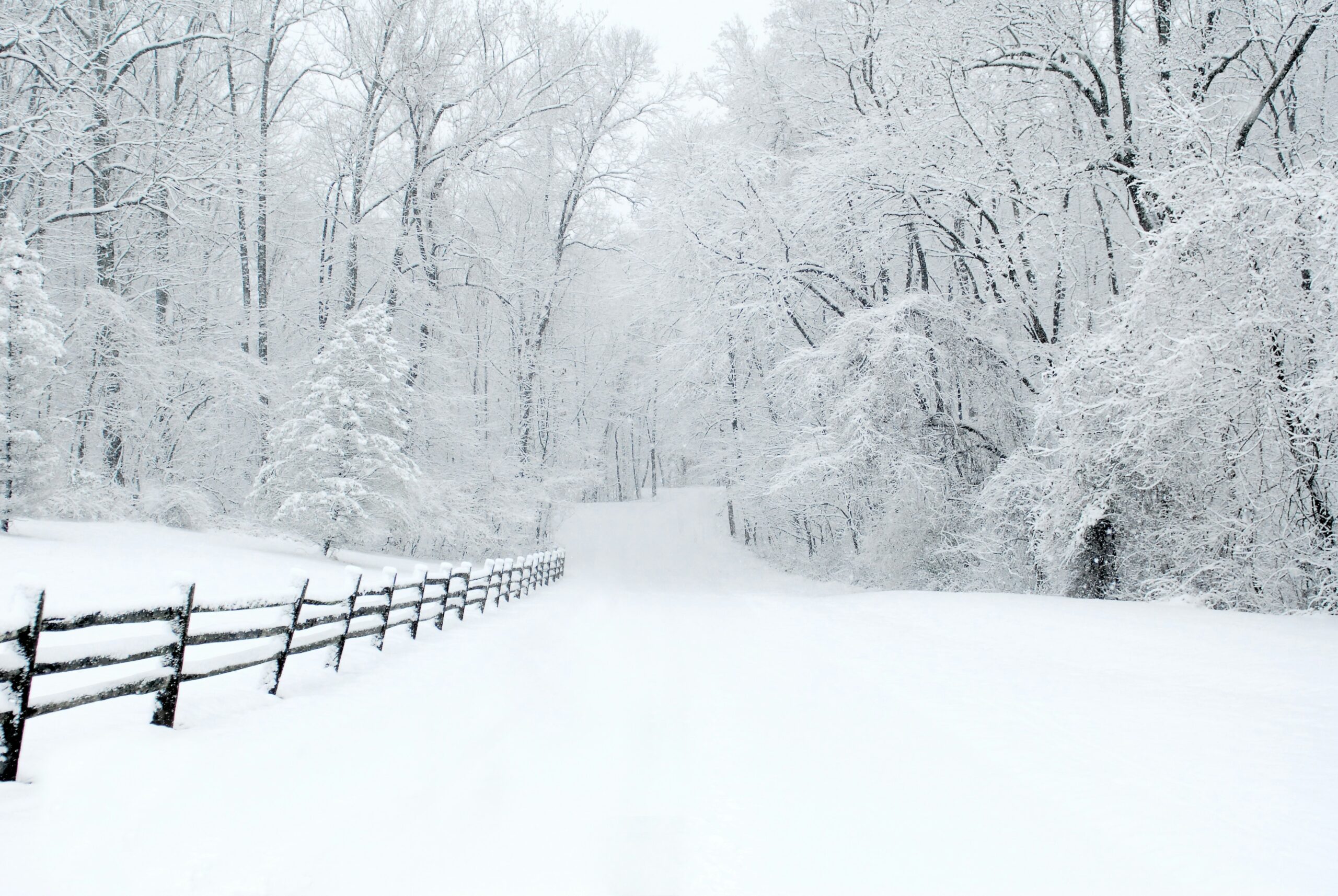 snow covered trees beside fence