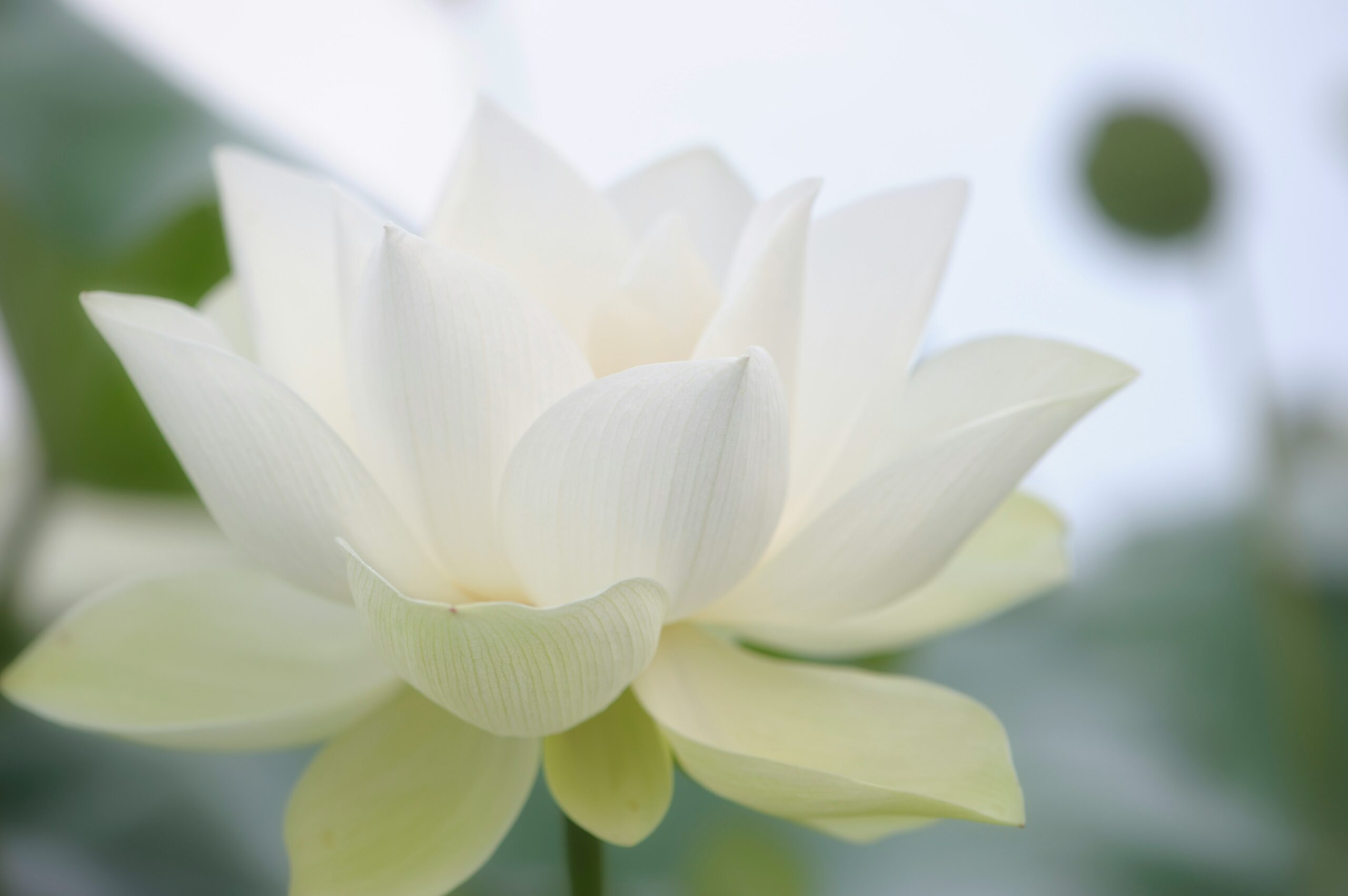 Exploring The White Lotus Season 3: Cast, Plot, and Locations