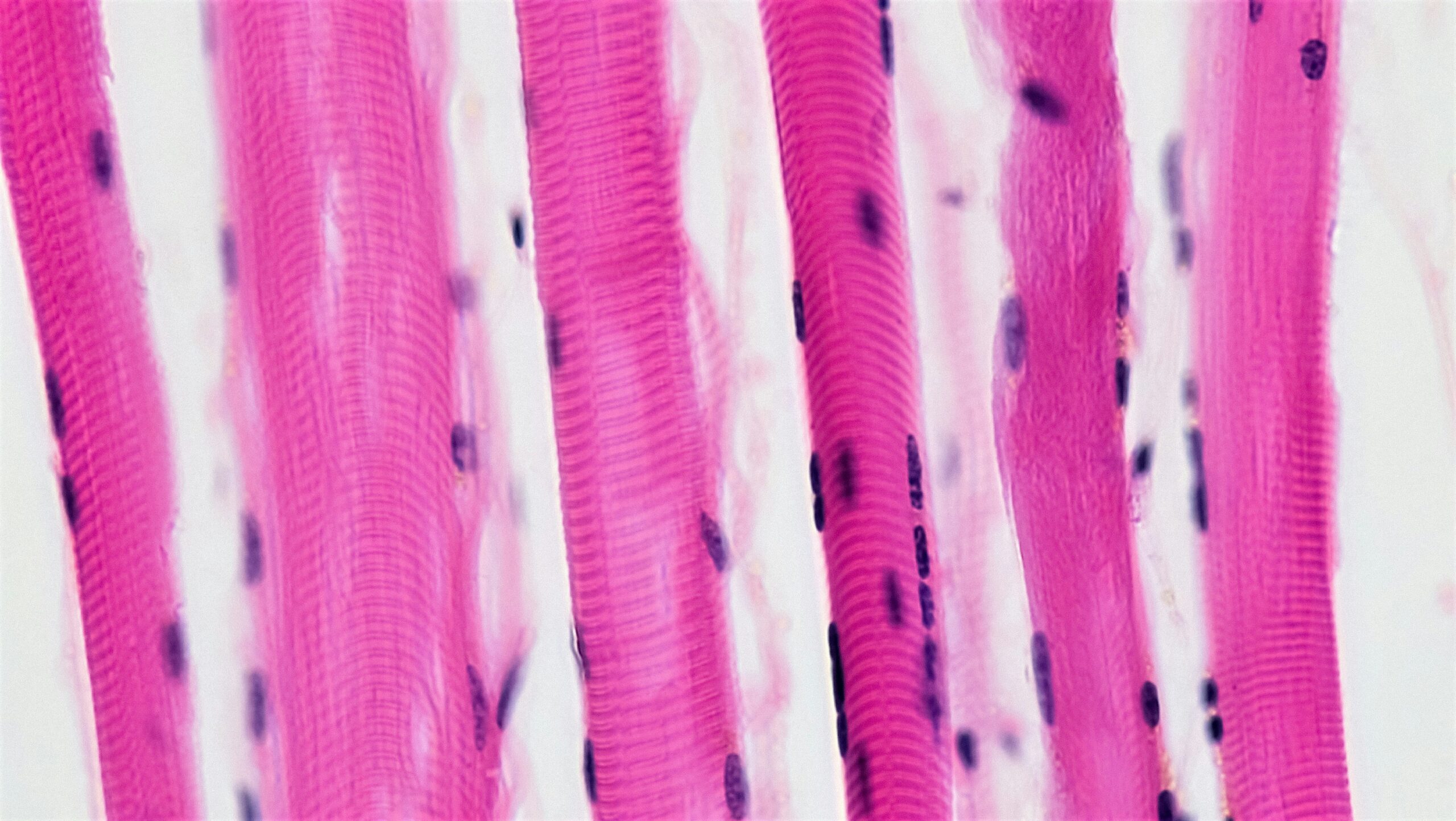 The Intricacies of Muscle Tissue: Beyond the Basics